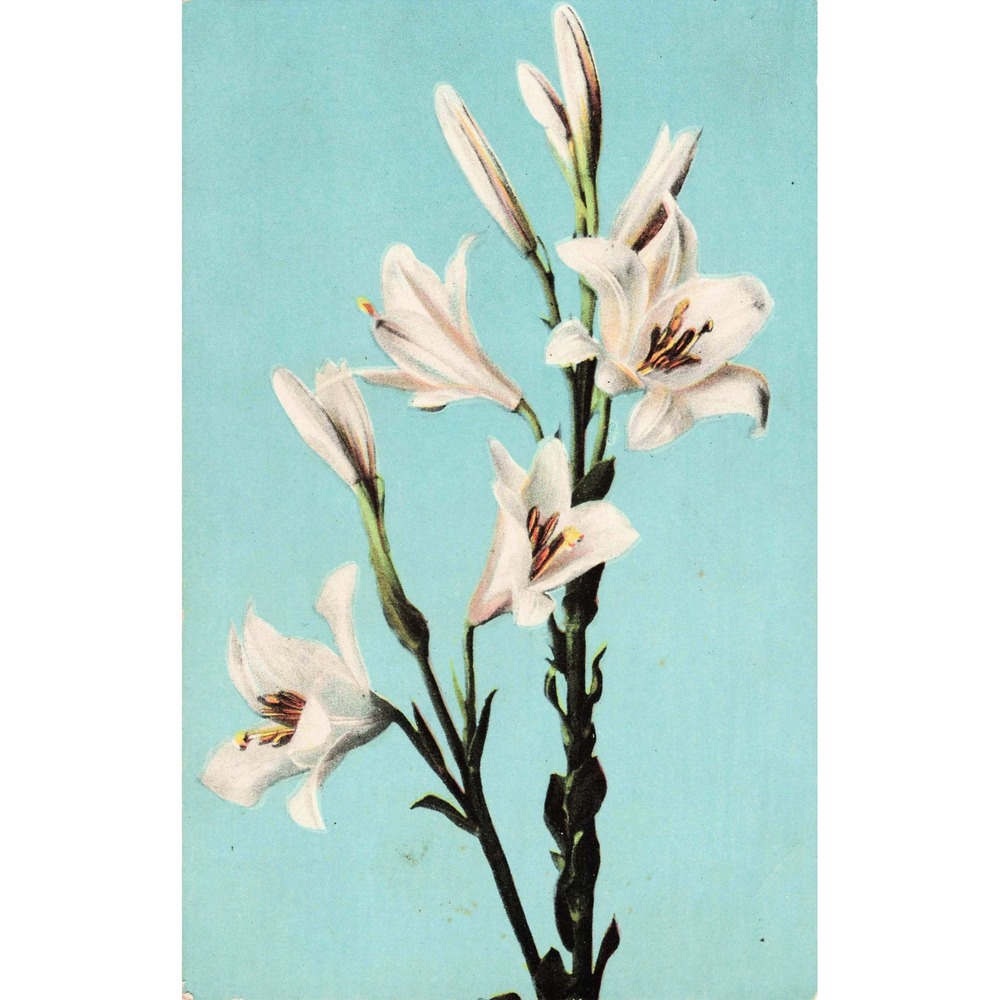 Vtg White Lilies Botanical Floral Postcard 1909 Kunkletown PA Divided Back Poste